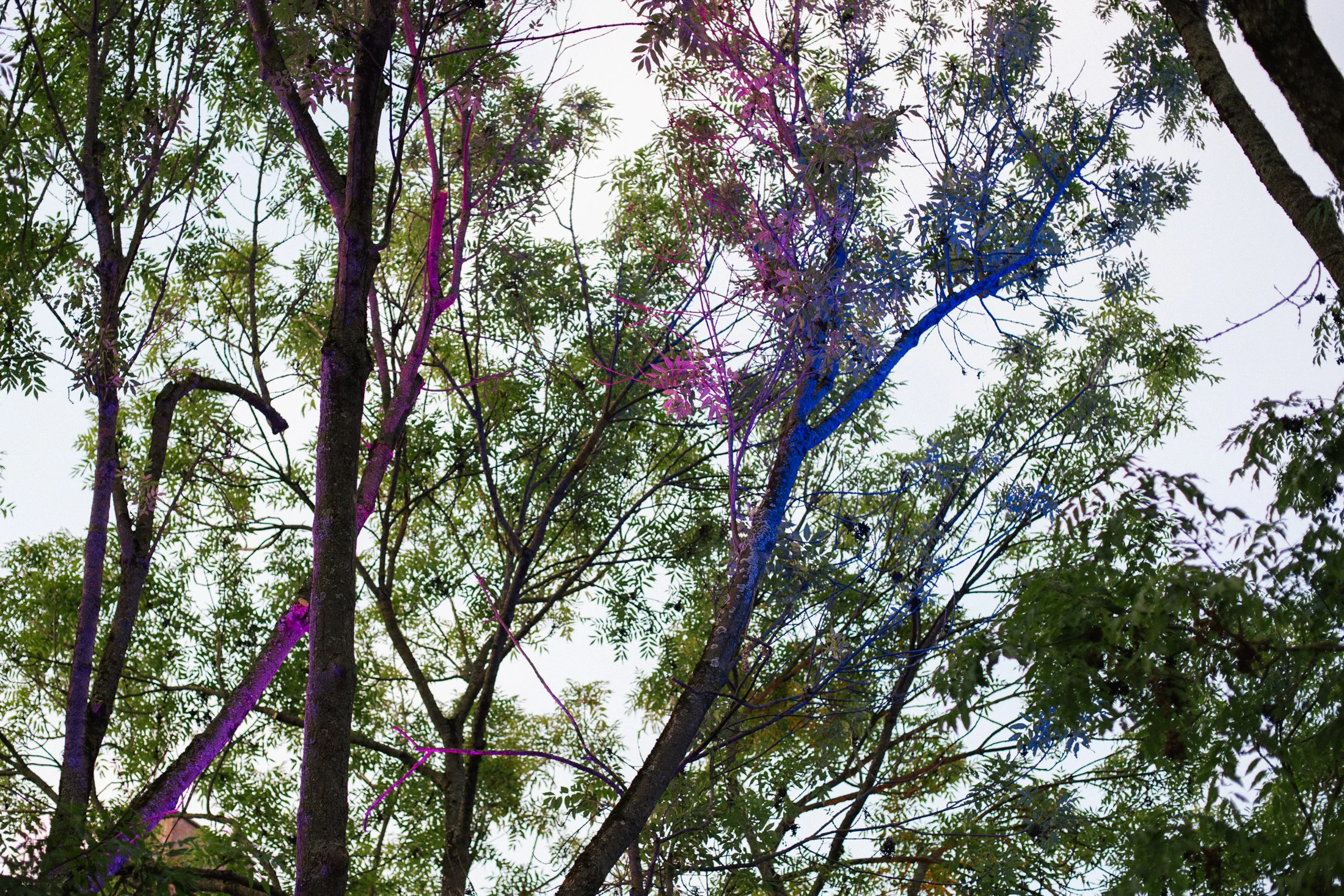 Metropolink_Festival_Montana_Cans- Heidelberg_PHVision_MarkTwainVillage_Heidelberg_Daniel Schreiber18.jpg