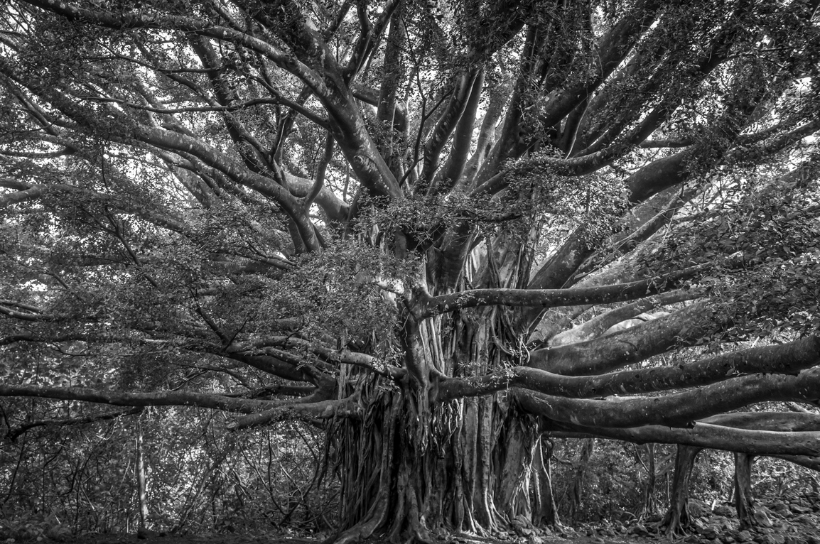 Banyan