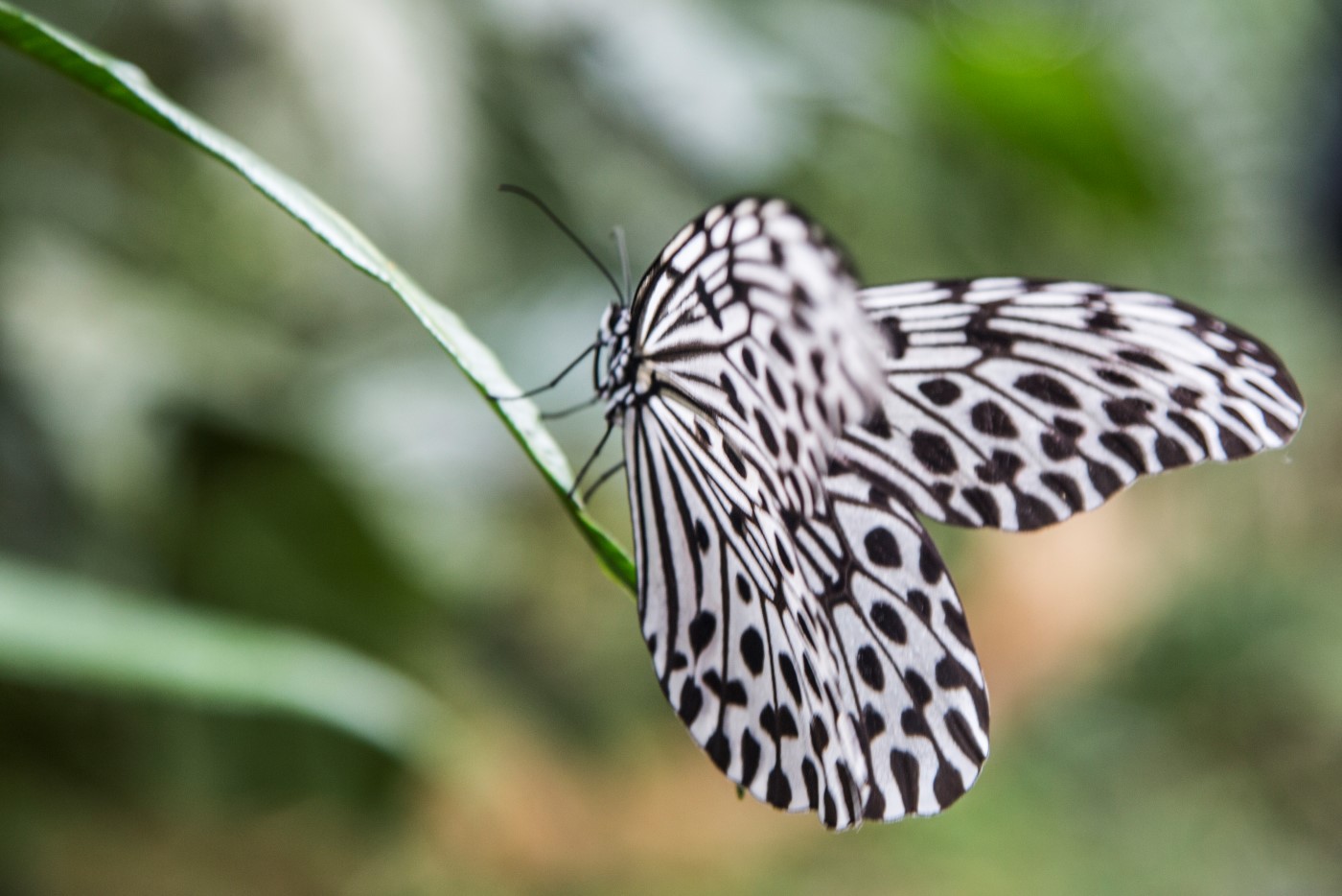 Alassari Butterfly (Custom).jpg