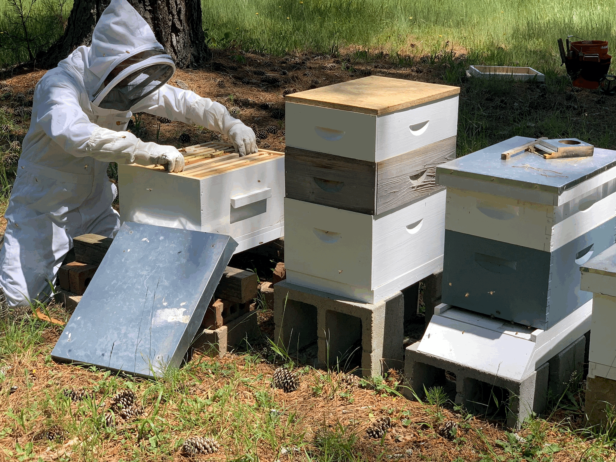 The Apiary — Dawson Forest Farms