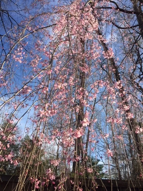 For a Few Days in Spring