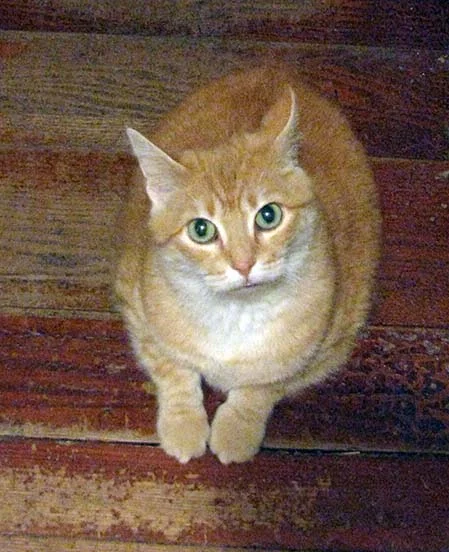 Pepper on Steps.jpg