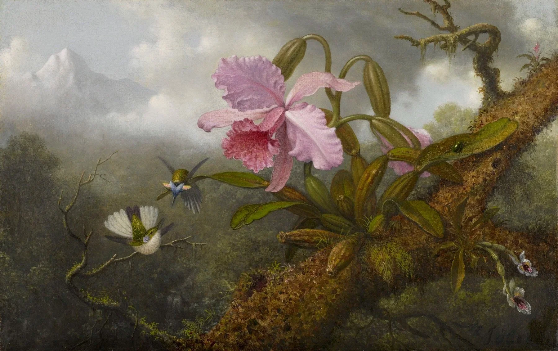 Martin Johnson, Heade Cattleya Orchid, Two Hummingbirds and a Beetle, ca. 1875-1890