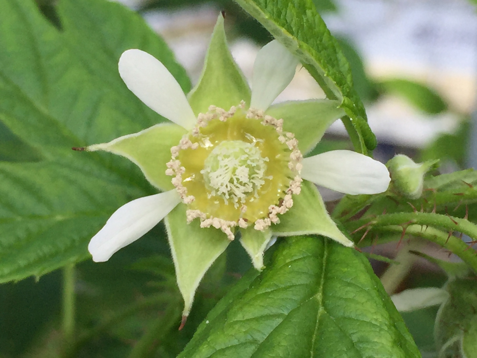 raspberry flower media.png