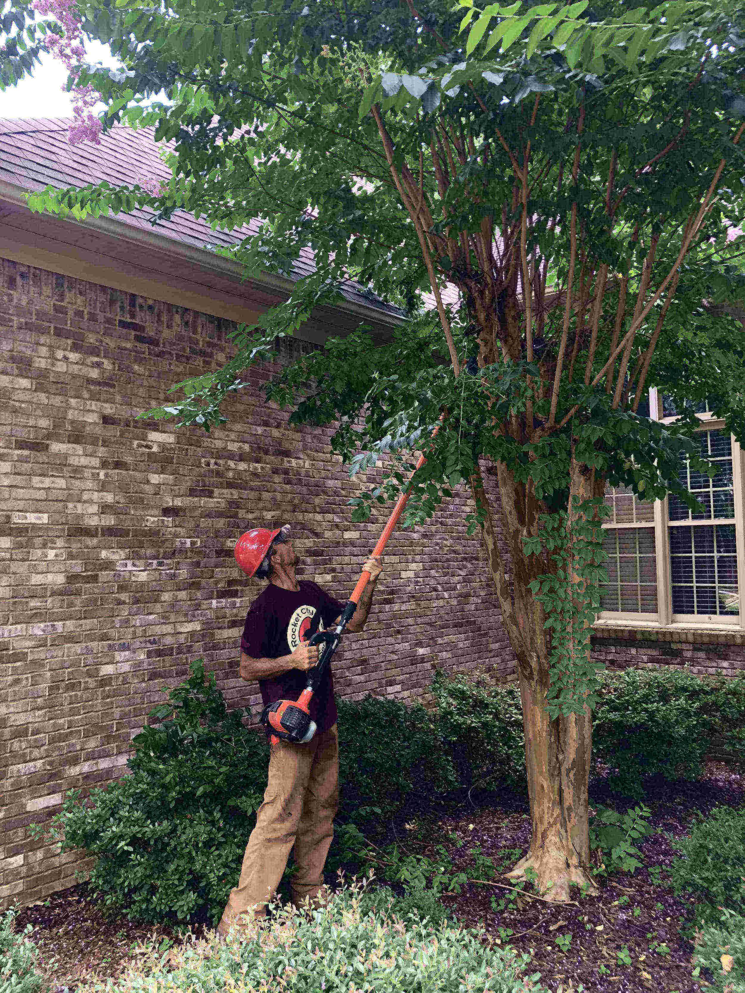 Tree-Pruning-Huntsville.jpg
