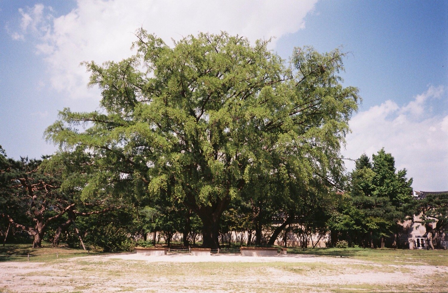 GYEONGBOKGUNG #14