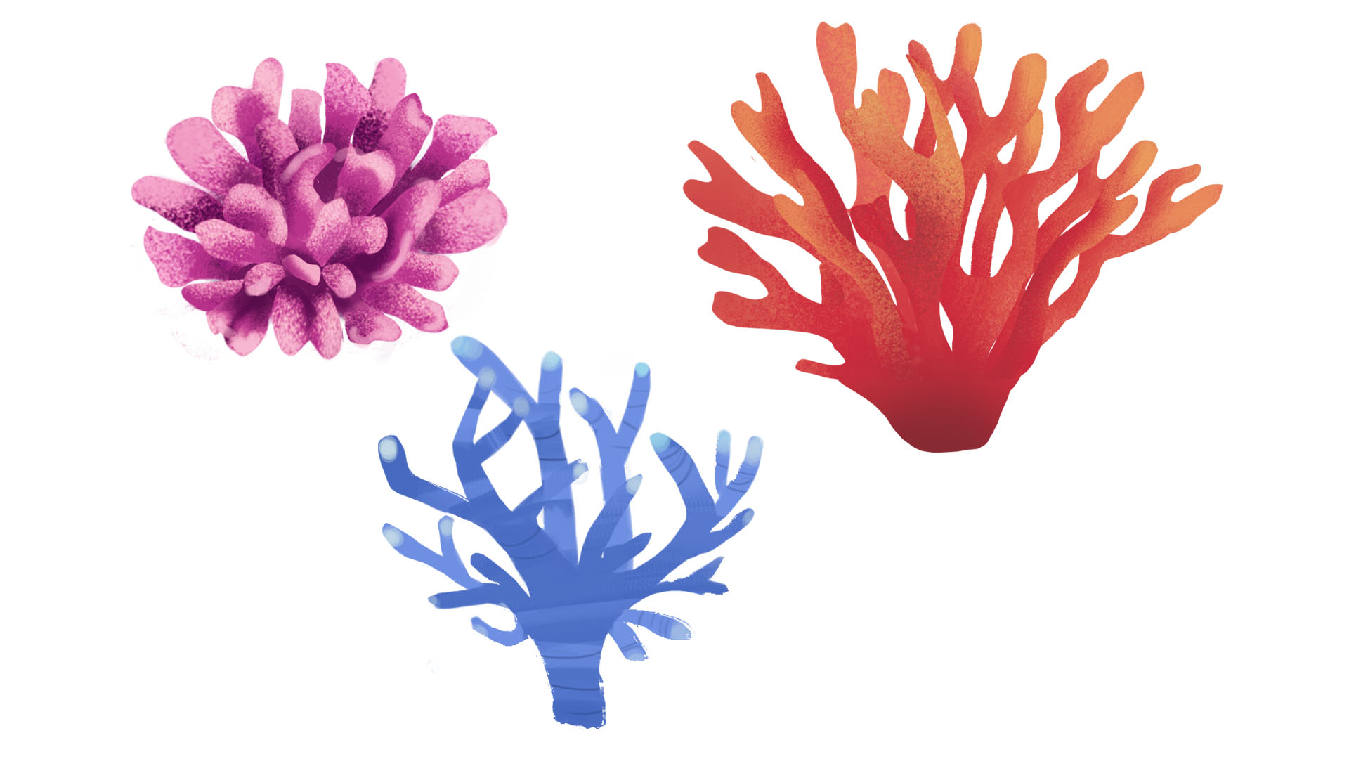cb_coral_01.jpg