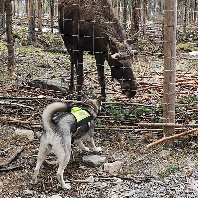 F&ouml;rs&auml;songstr&auml;ningen &auml;r ig&aring;ng f&ouml;r denna unga j&auml;mttik!
Intreserad av att komma med din hund?
Kontakta oss via telefon 026-128200 eller info@algparken.se
Trevlig helg &ouml;nskar &auml;lgarna 😃
#&auml;lgparken #moose