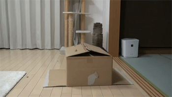 catbox.gif