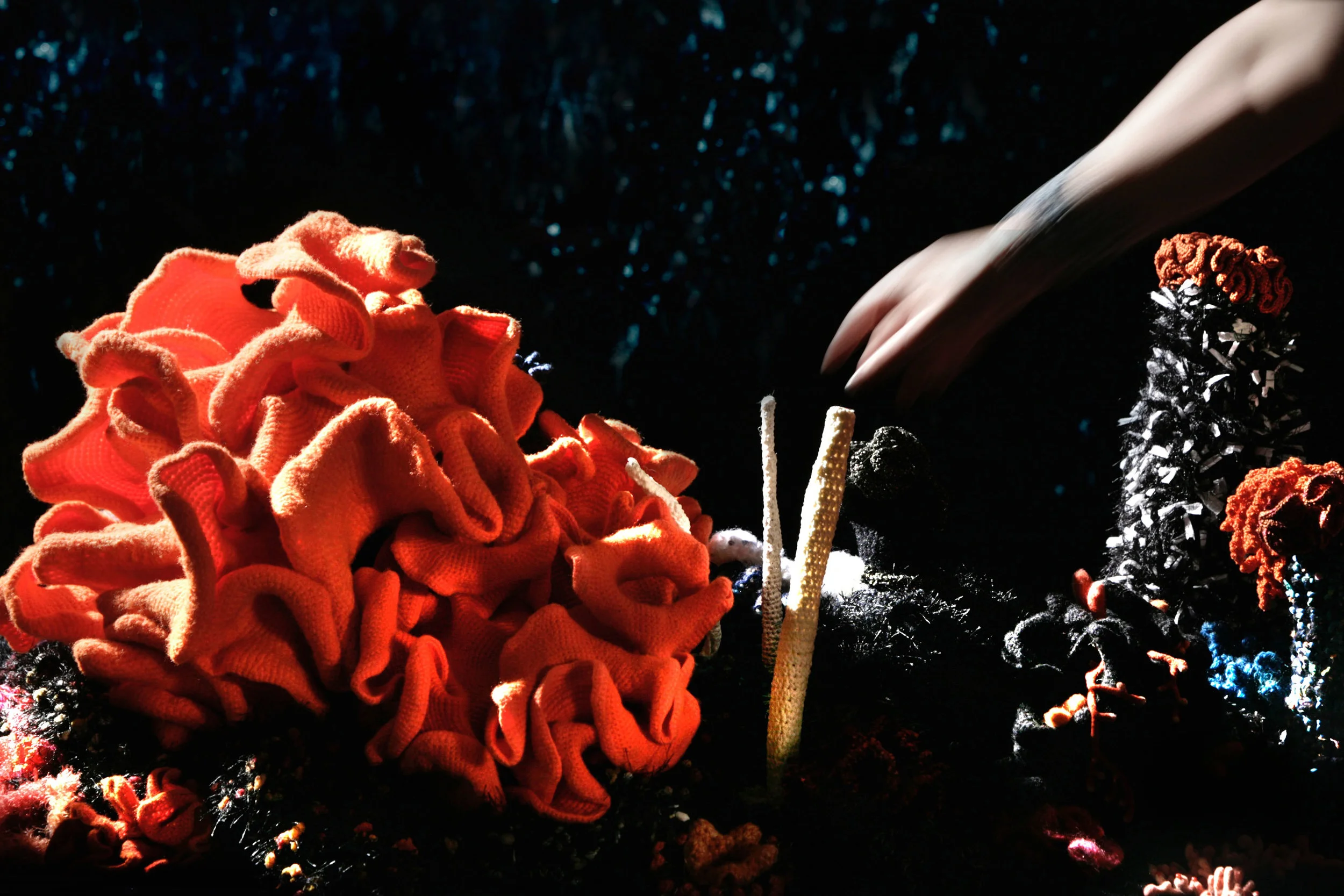 CORAL_3_03.jpg