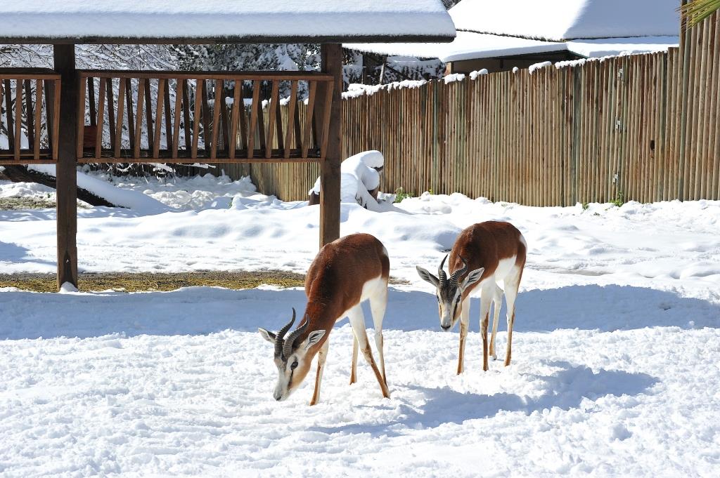 MDG_3766 GAZZELLE DAMA e la neve BASSA.jpg