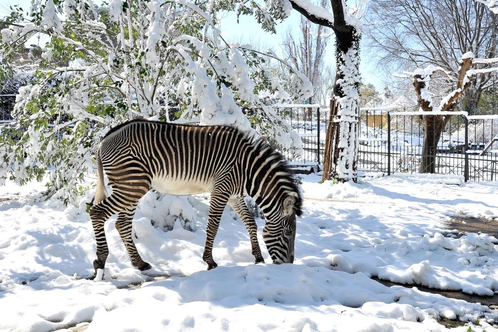 MDG_3719 ZEBRA GREVY e la neve BASSA.JPG