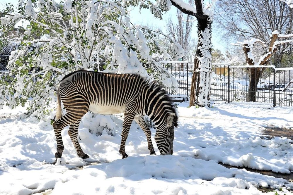 MDG_3719 ZEBRA GREVY e la neve BASSA.JPG