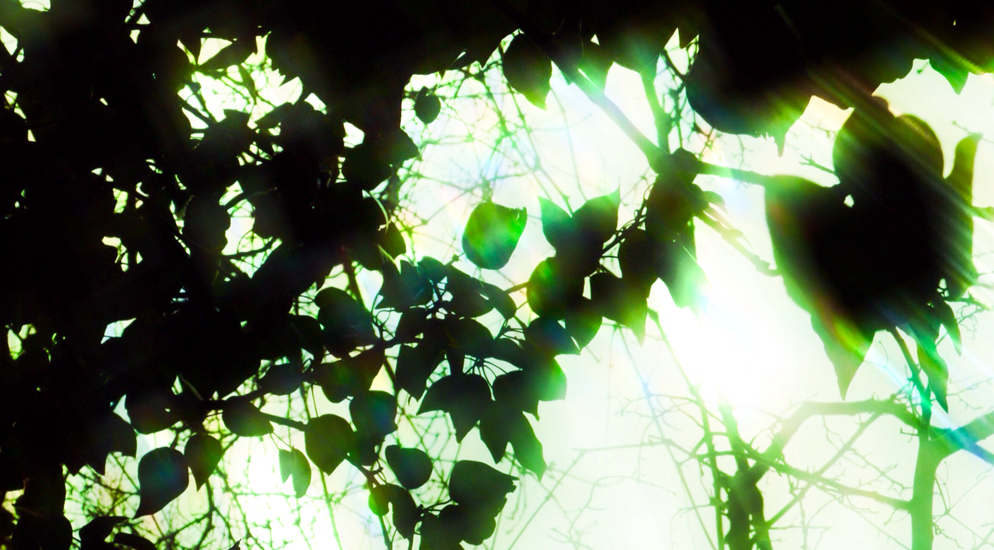 IMG_1288.PNG