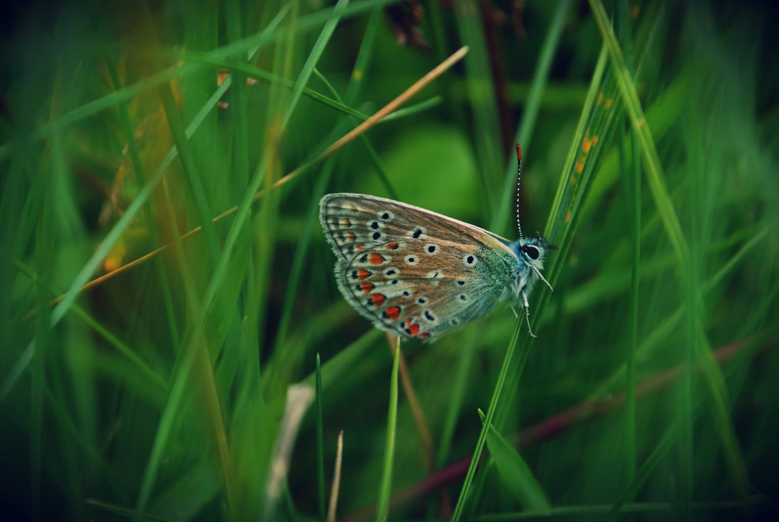 Common Blue