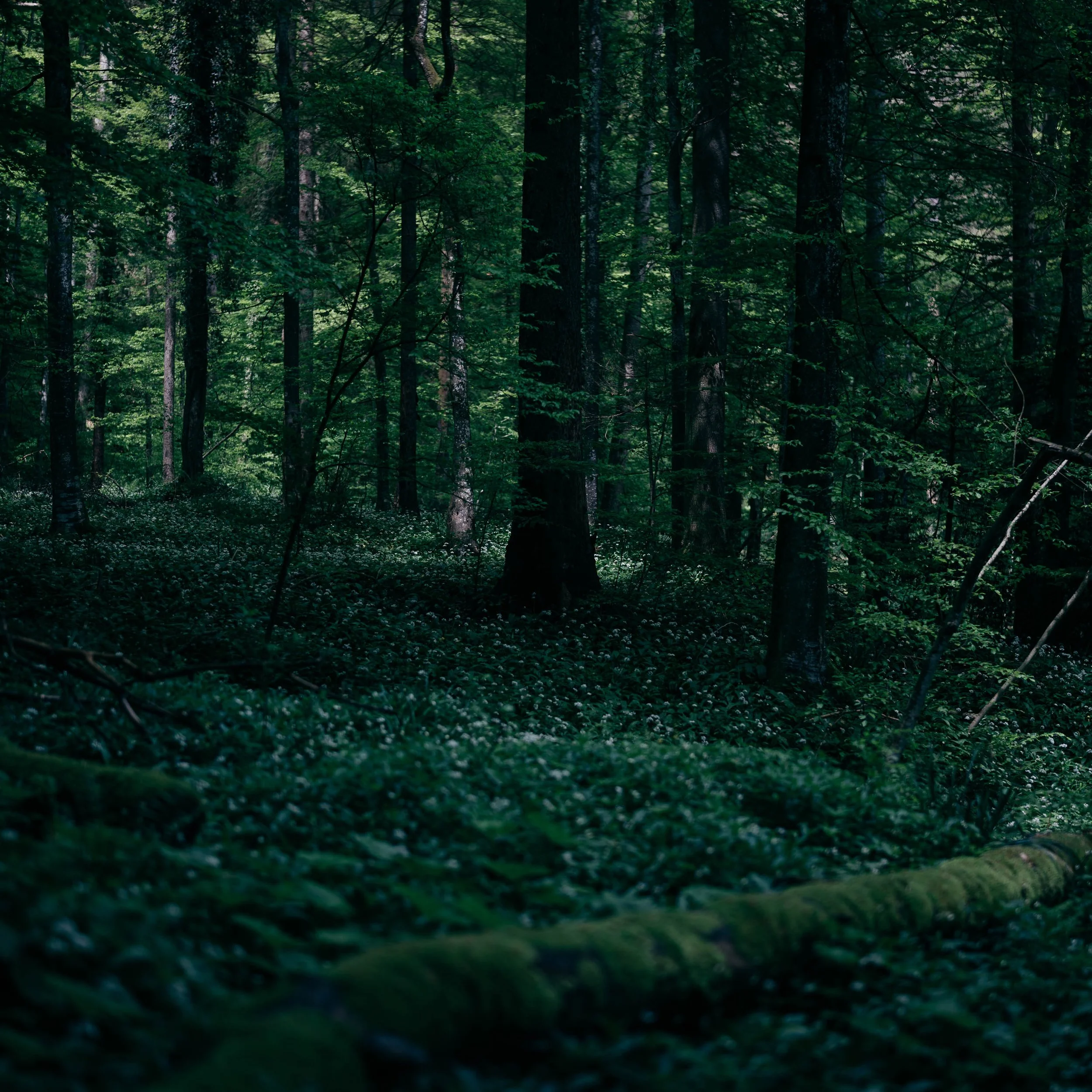 Sihlwald-242.jpg
