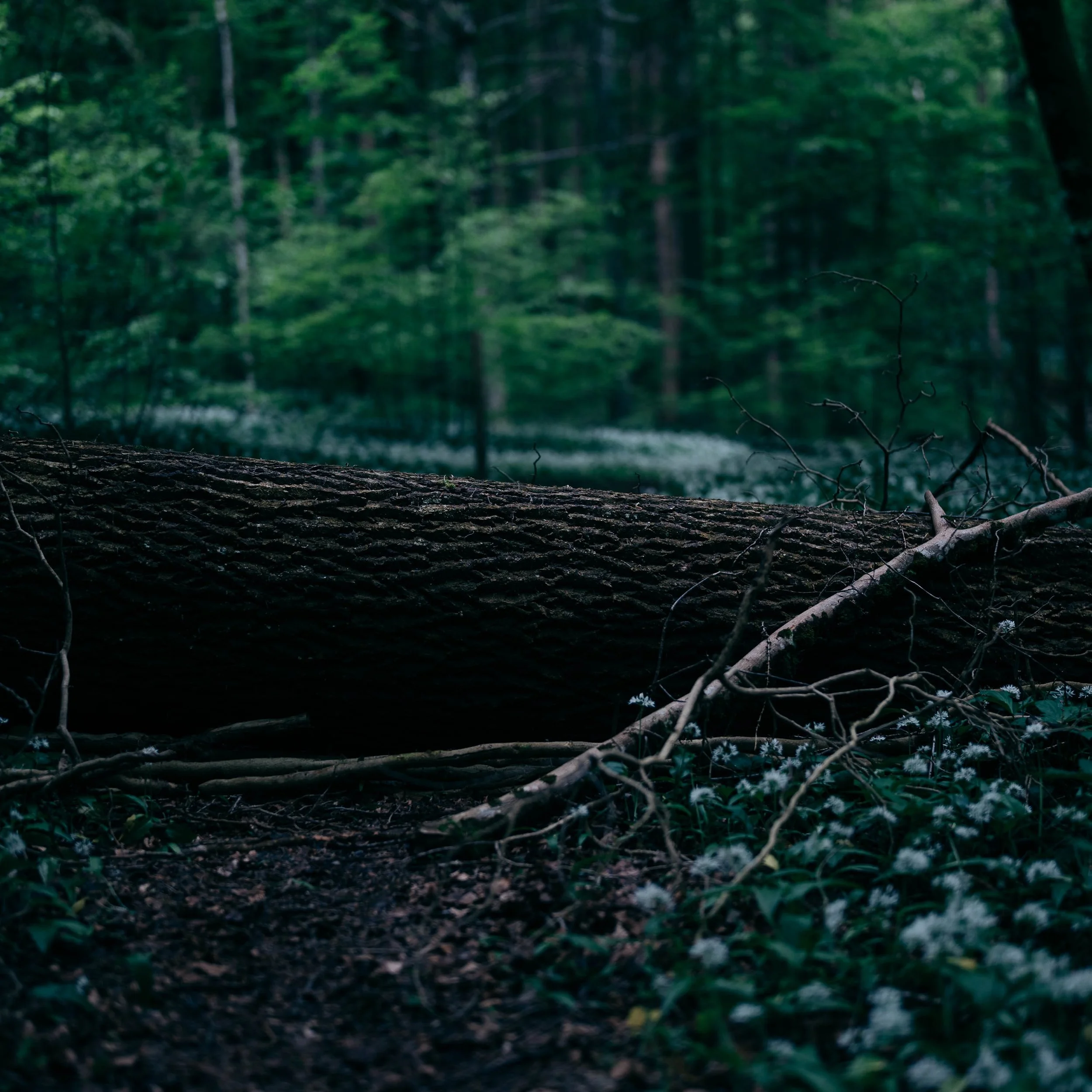 Sihlwald-53.jpg