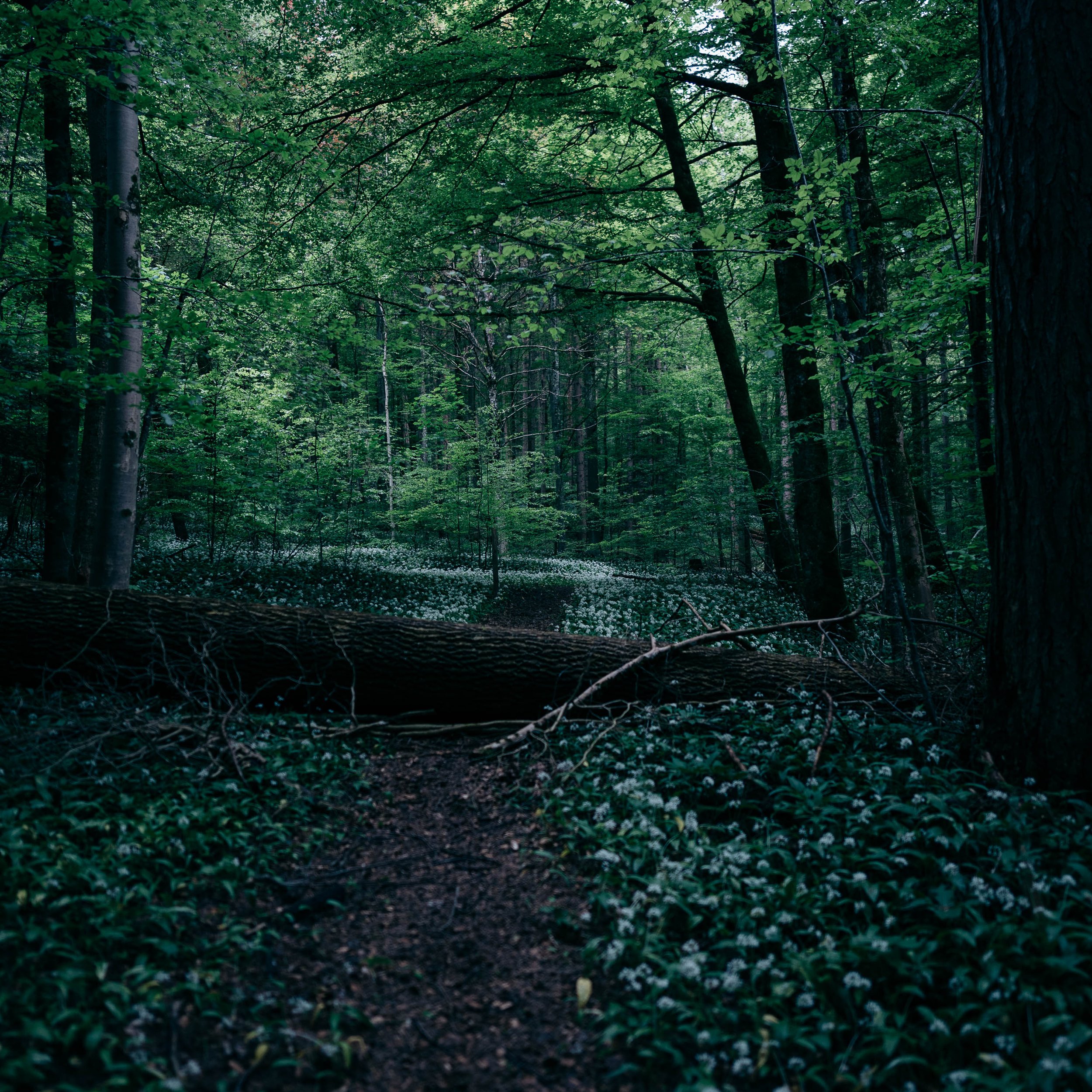 Sihlwald-56.jpg