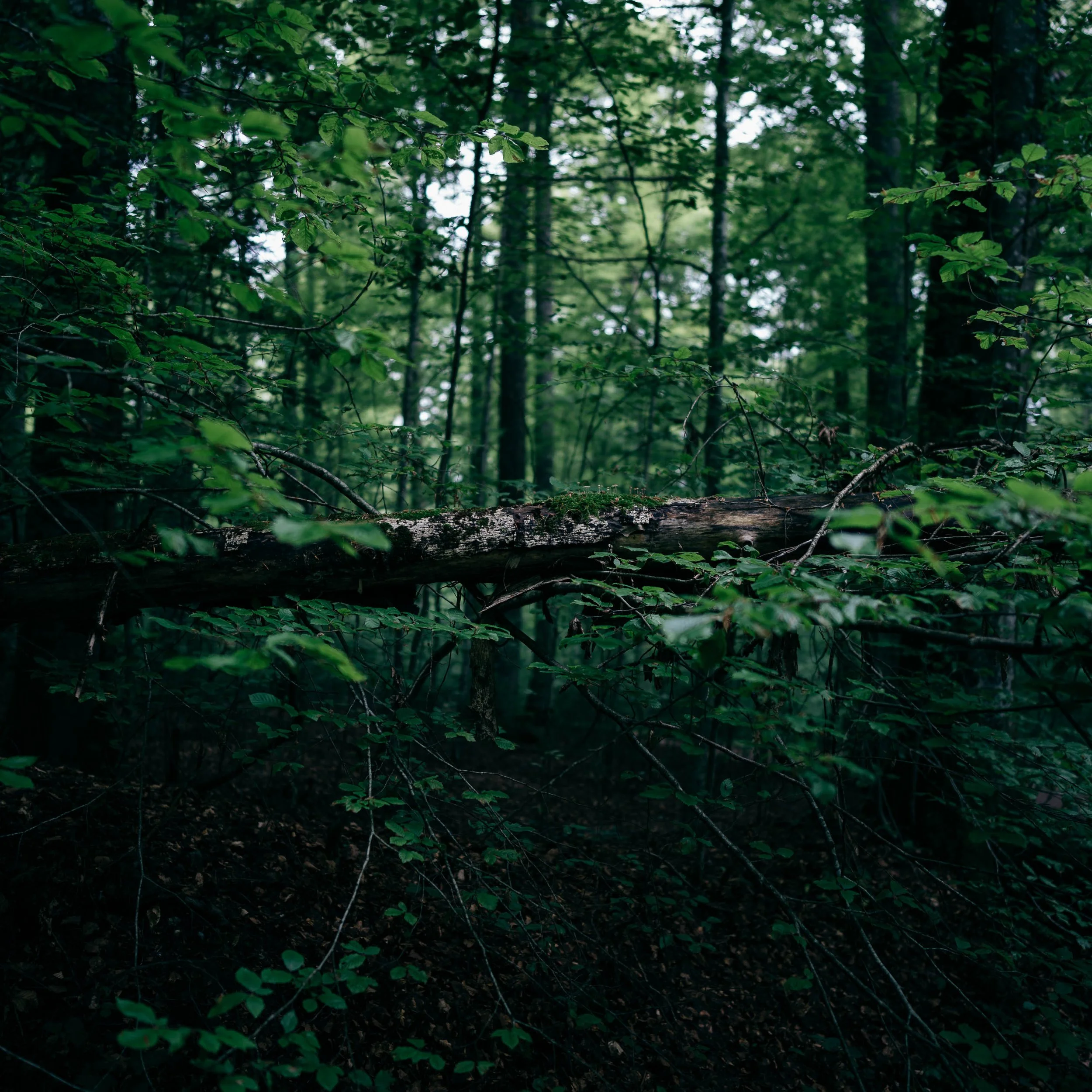 Sihlwald-78.jpg