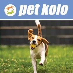 Business Member Spotlight: Pet Kolo