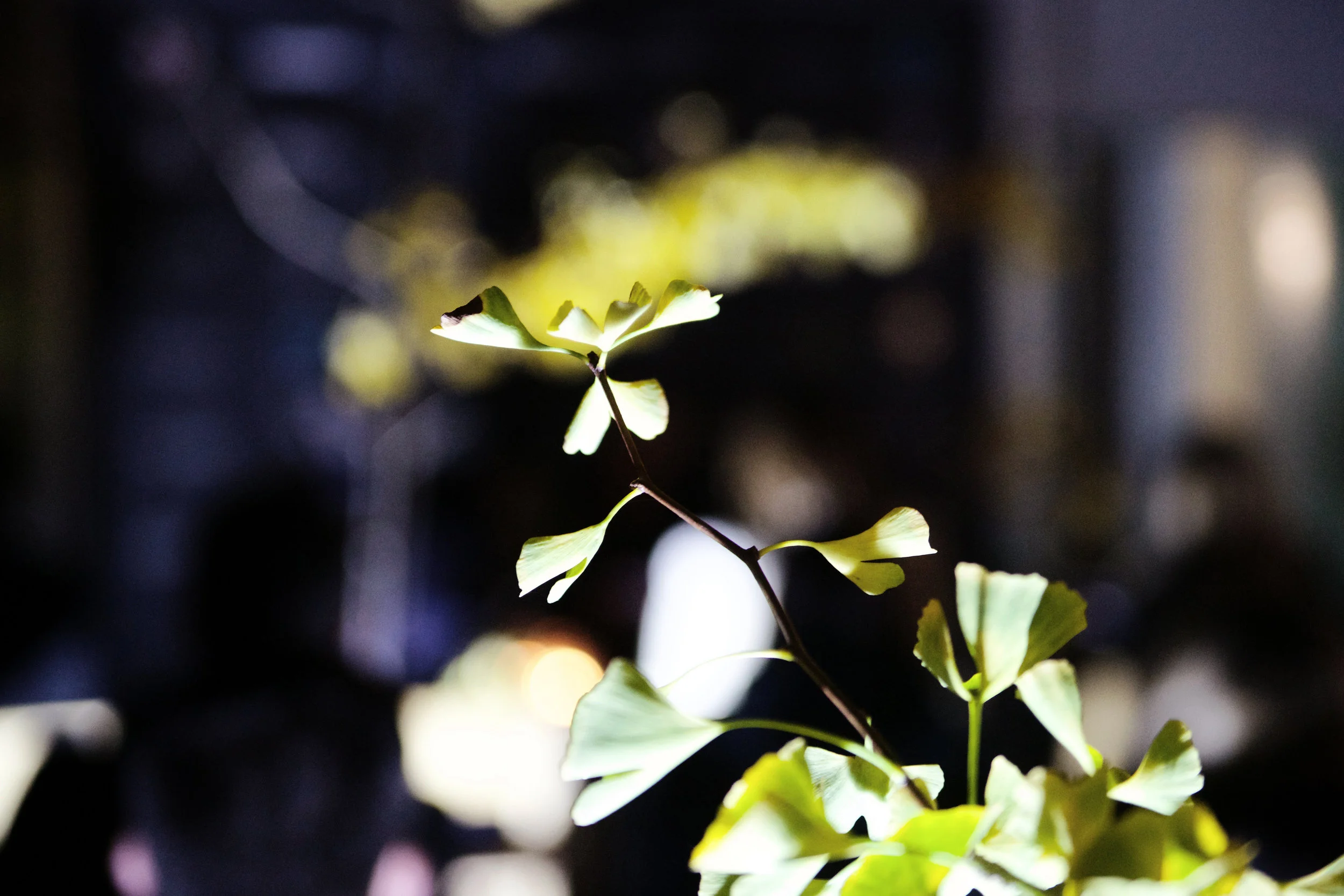 7C8A0188.jpg
