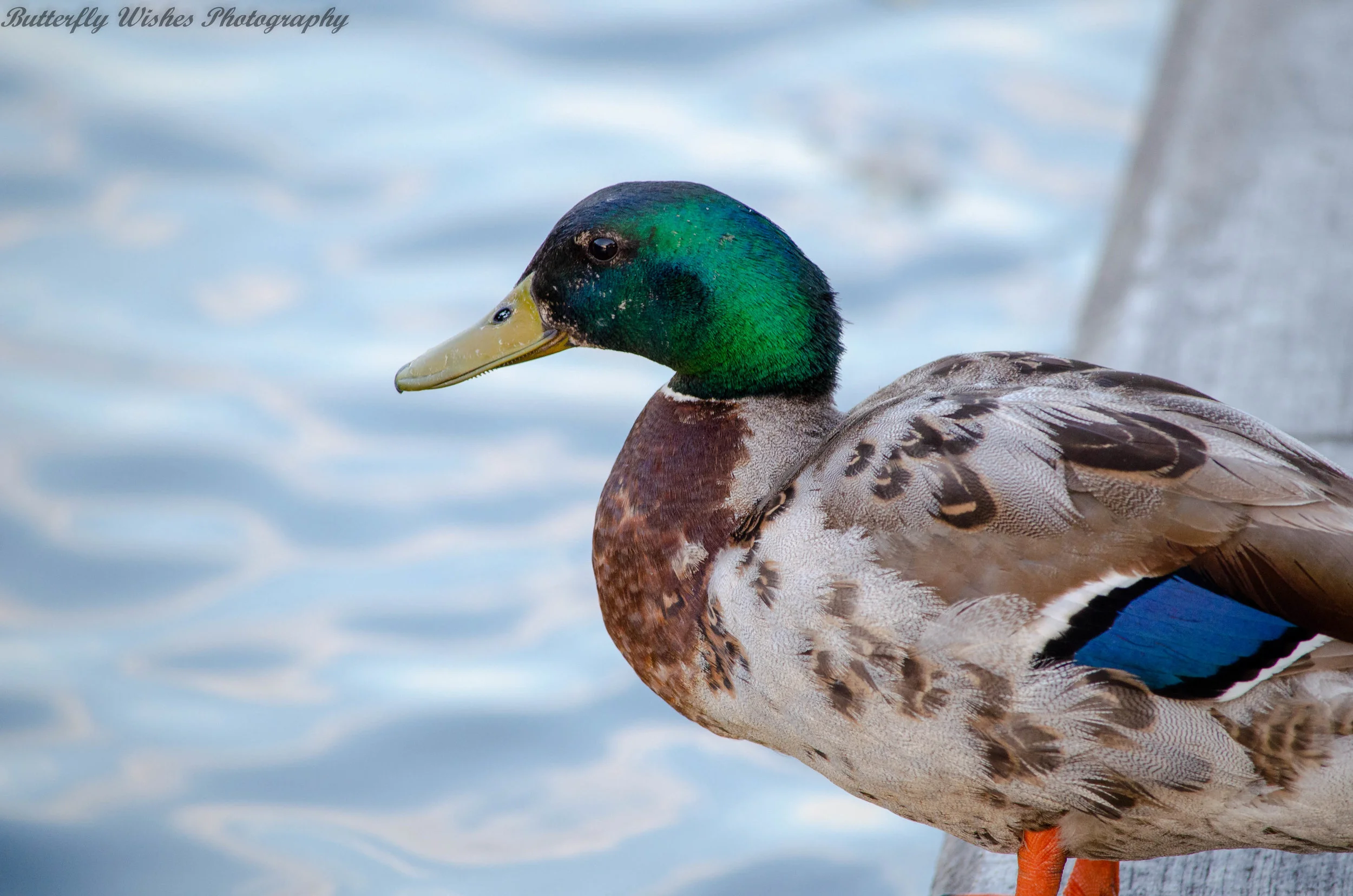 DSC_2519.jpg