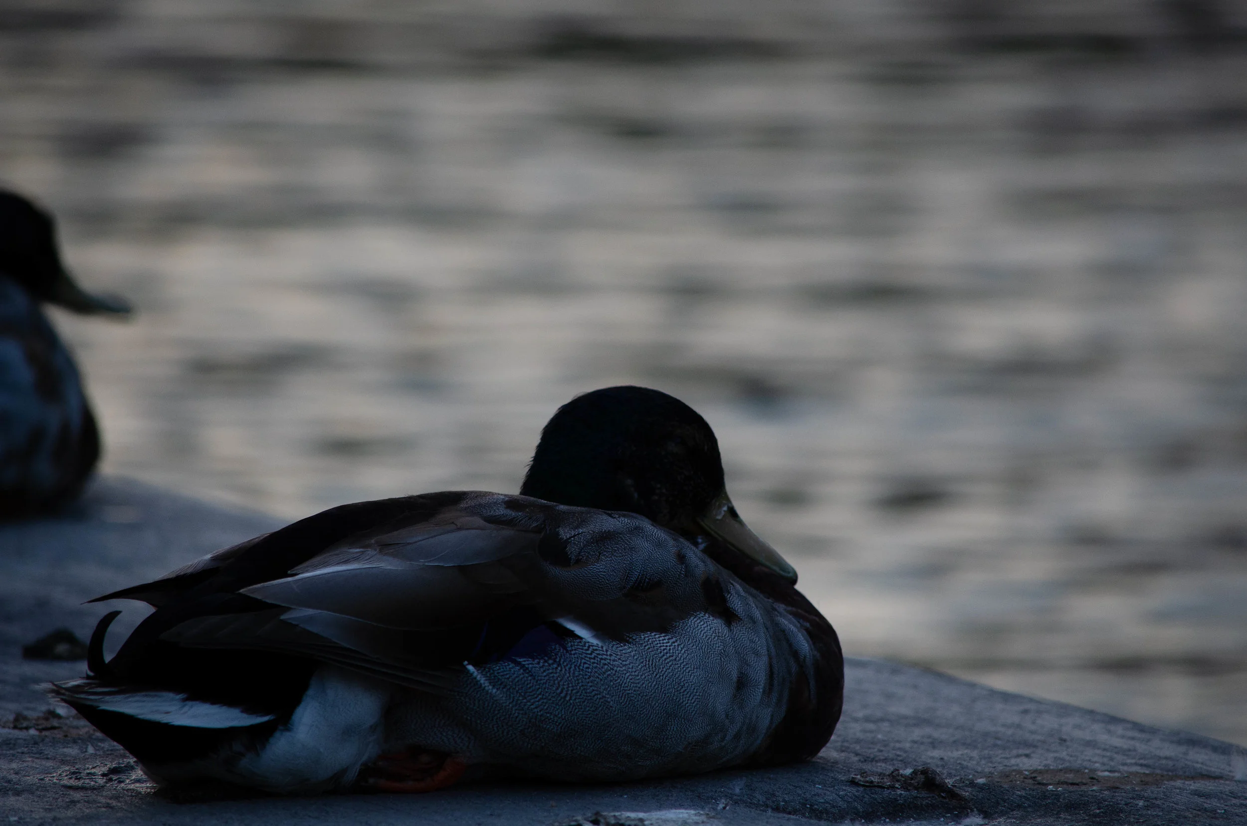 DSC_2513.jpg
