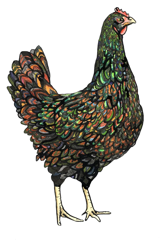 hen 1.jpg