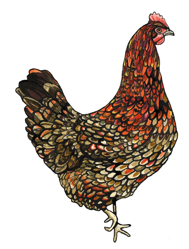 hen 5.jpg
