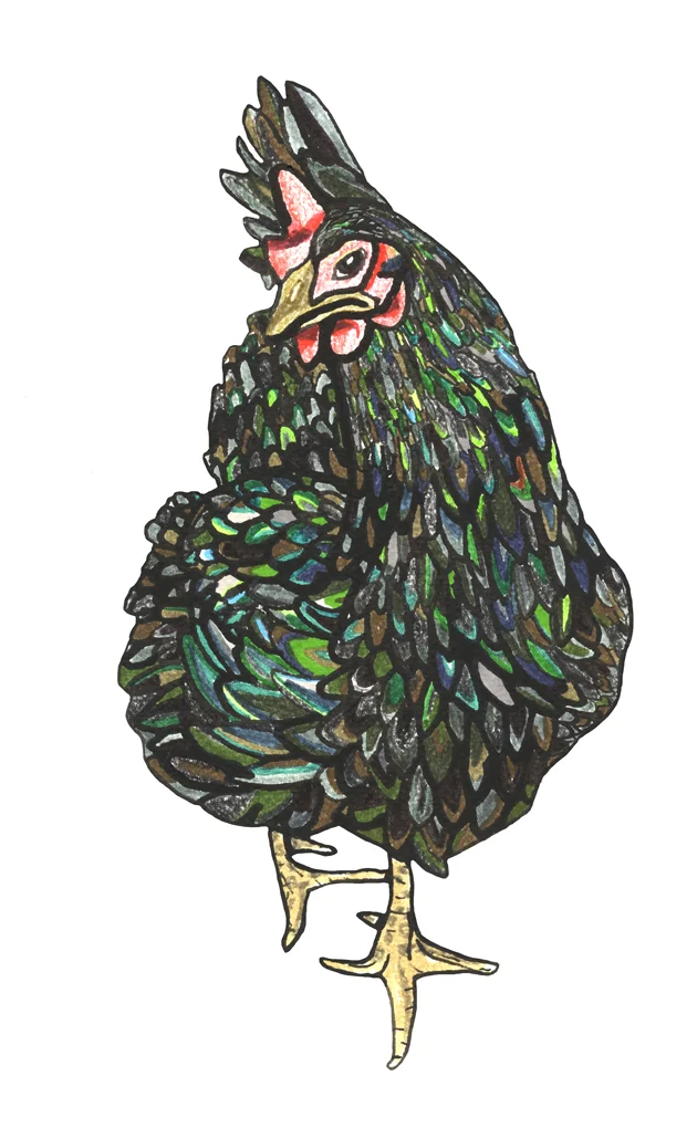 hen 8.jpg