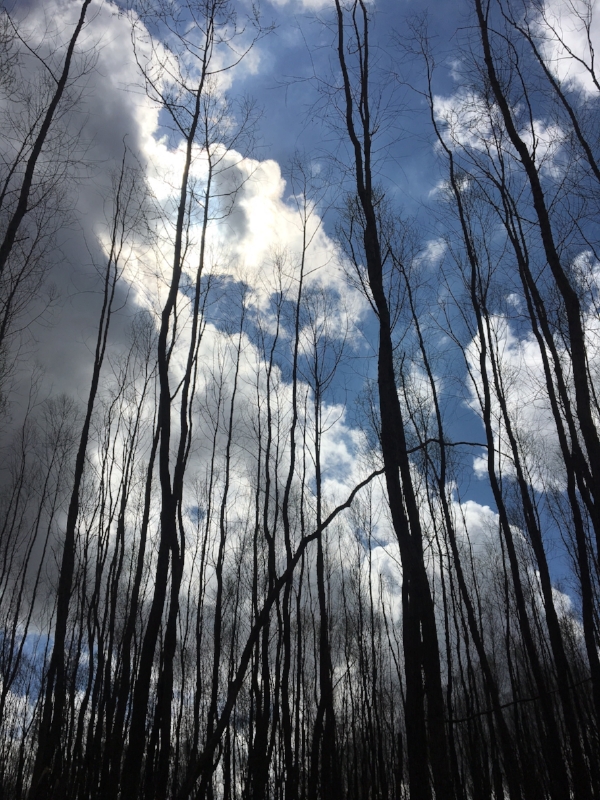 Flood-dead willow forest at Birds Point.