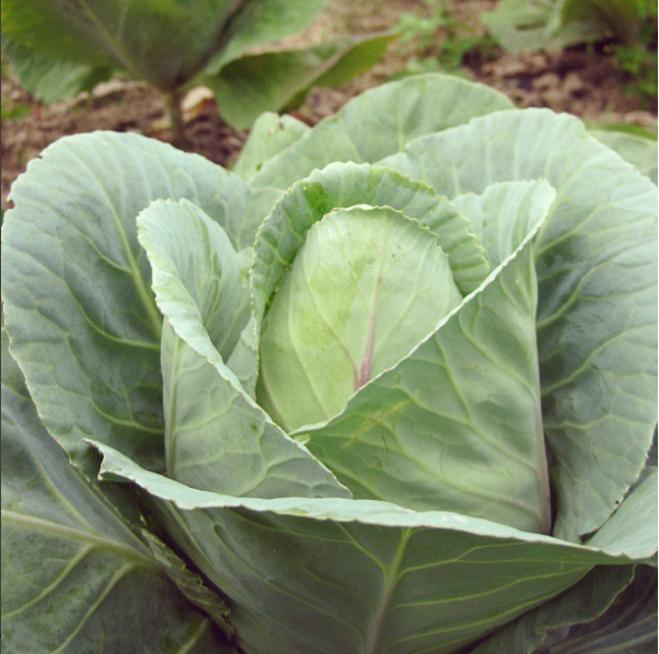 Local Food Cooking Demo