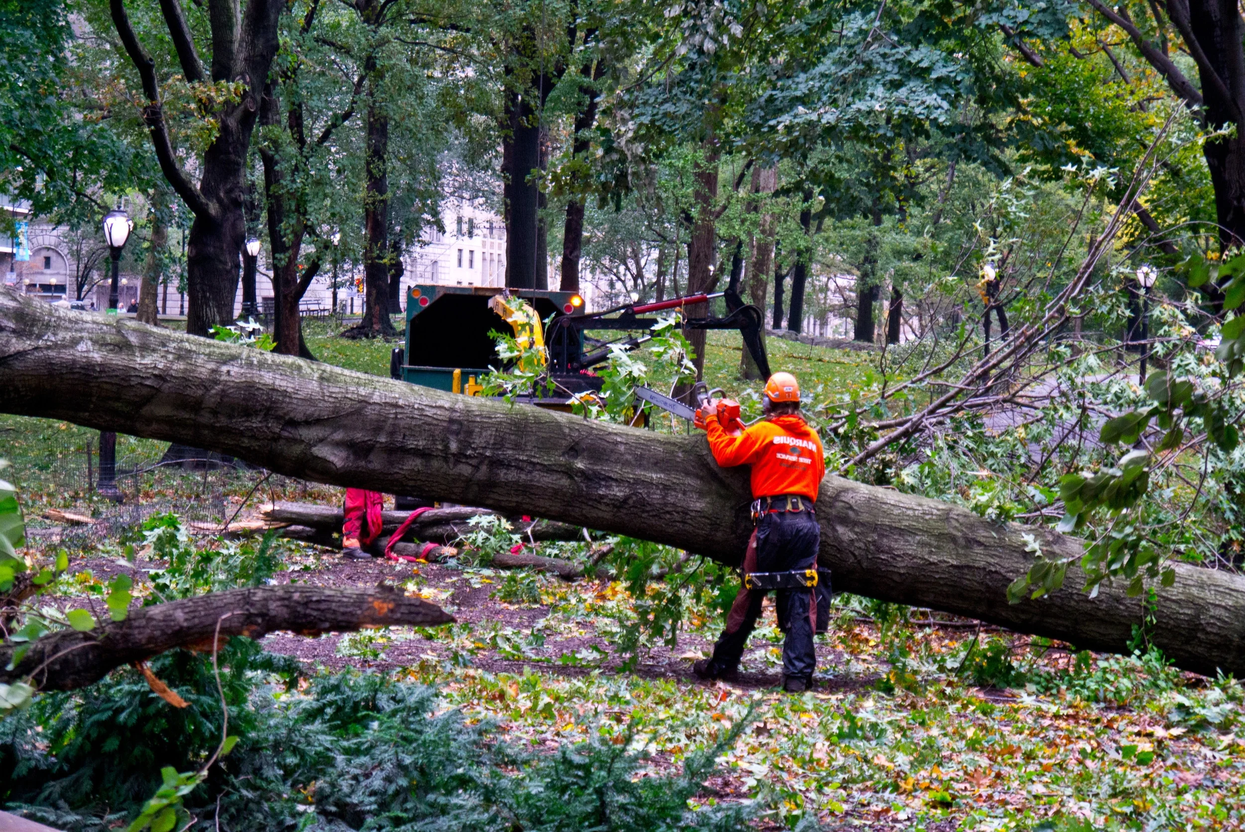 Domesticall360 Tree Removal