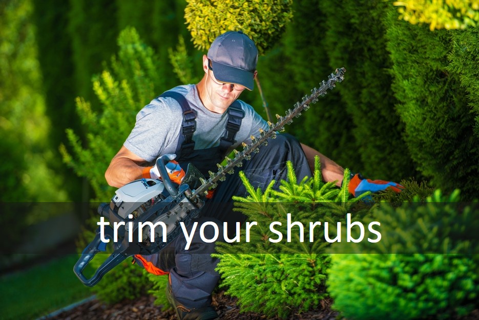 Trim your shrubs
