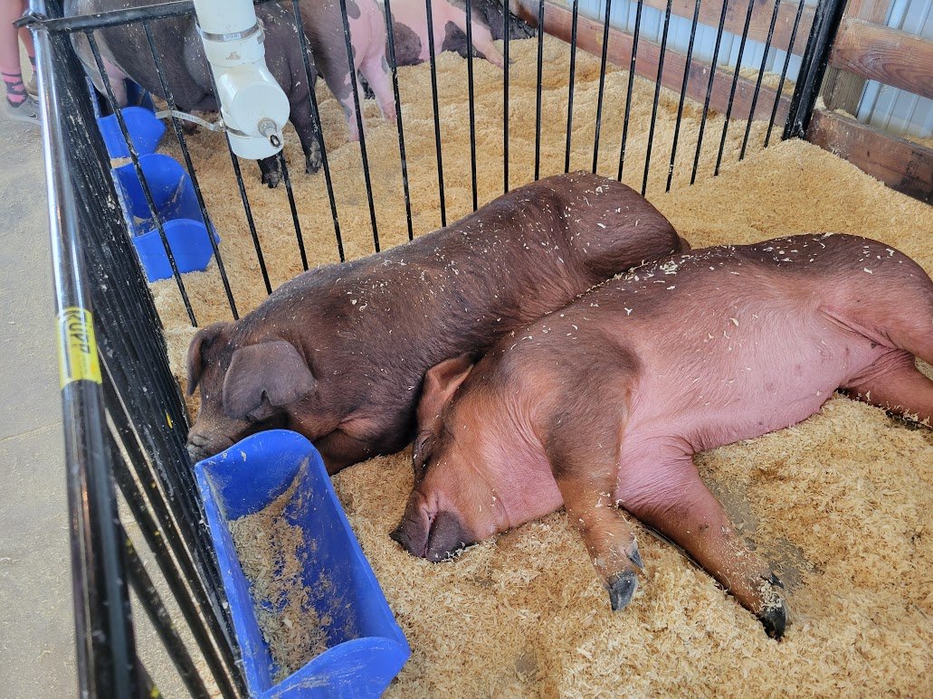 Pigs snoozing.jpg