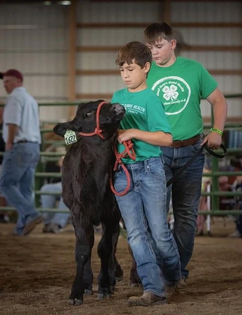 beef livestock competition.jpeg