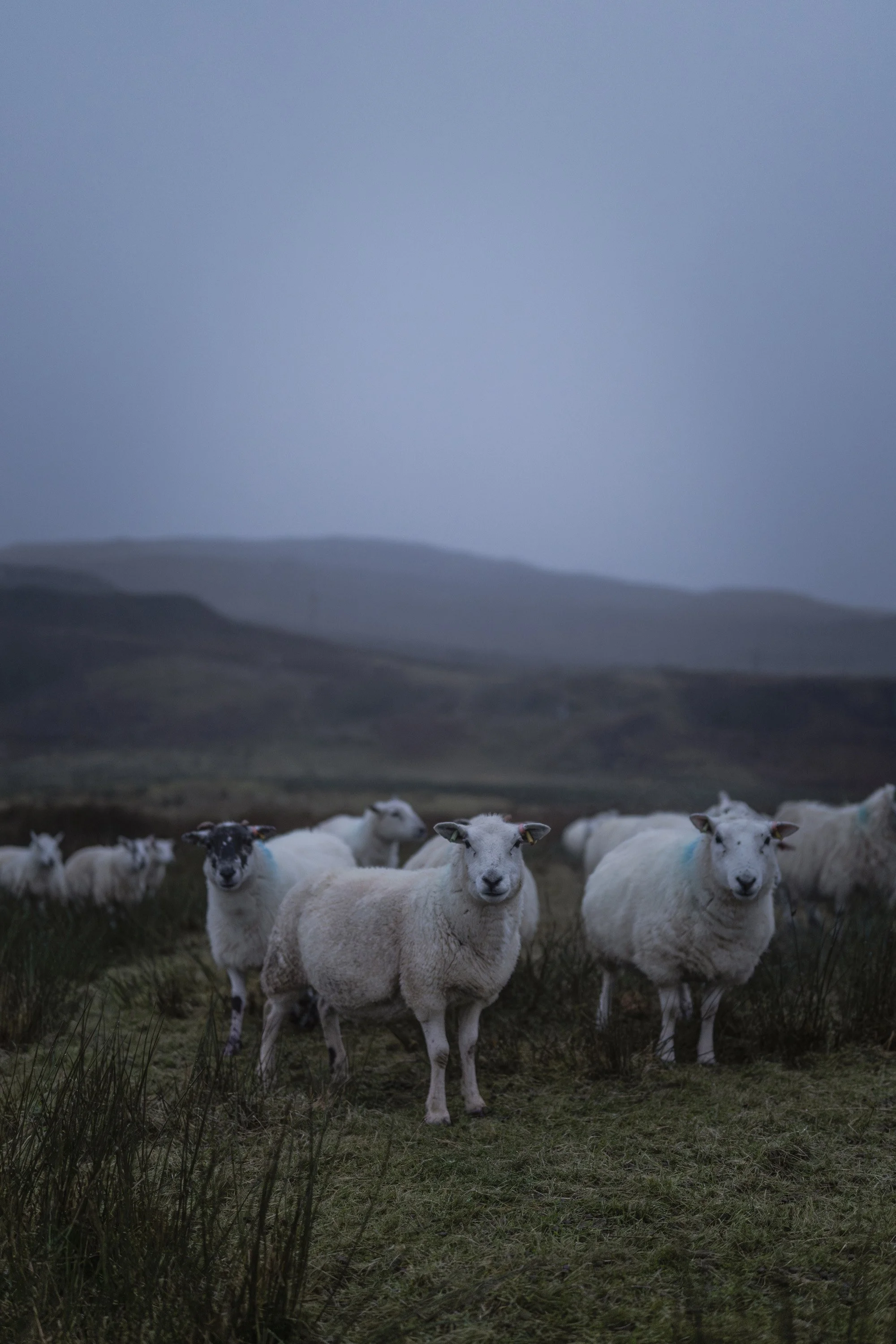 Sheep on The Misty Isle