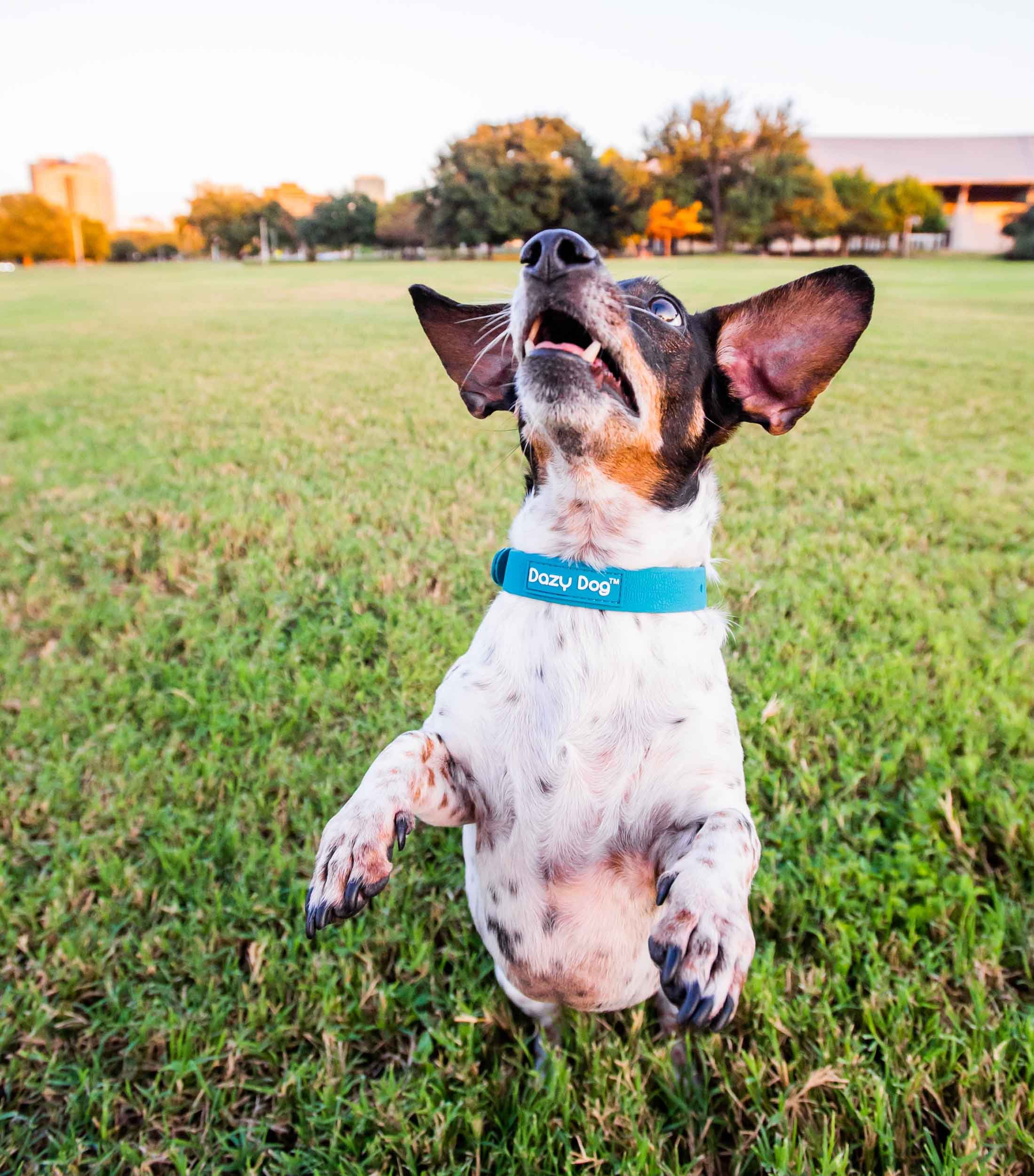 tstarchdog-Dazy Dog Park-39.jpg