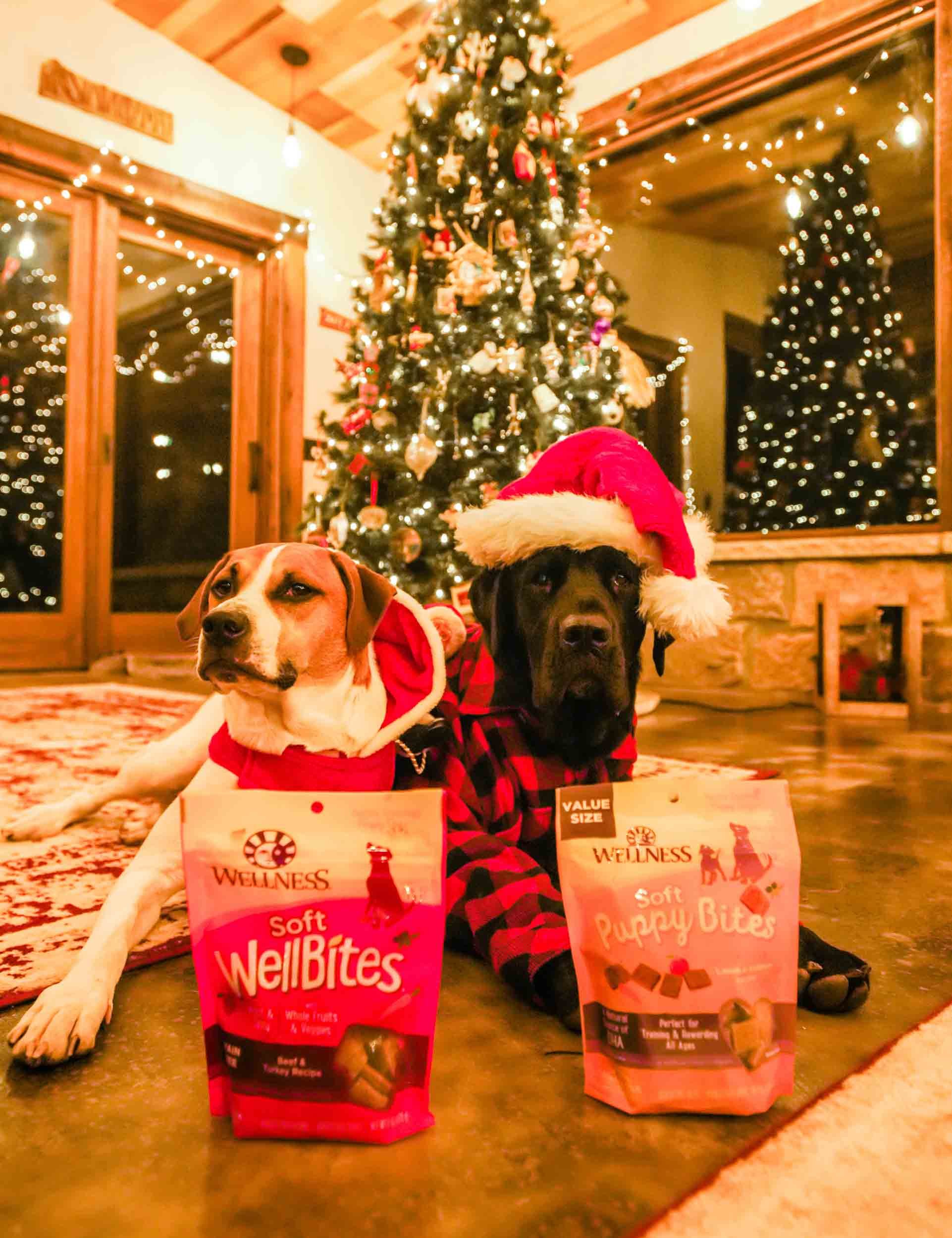 tstarchdog-Wellness Pet Christmas-9.jpg
