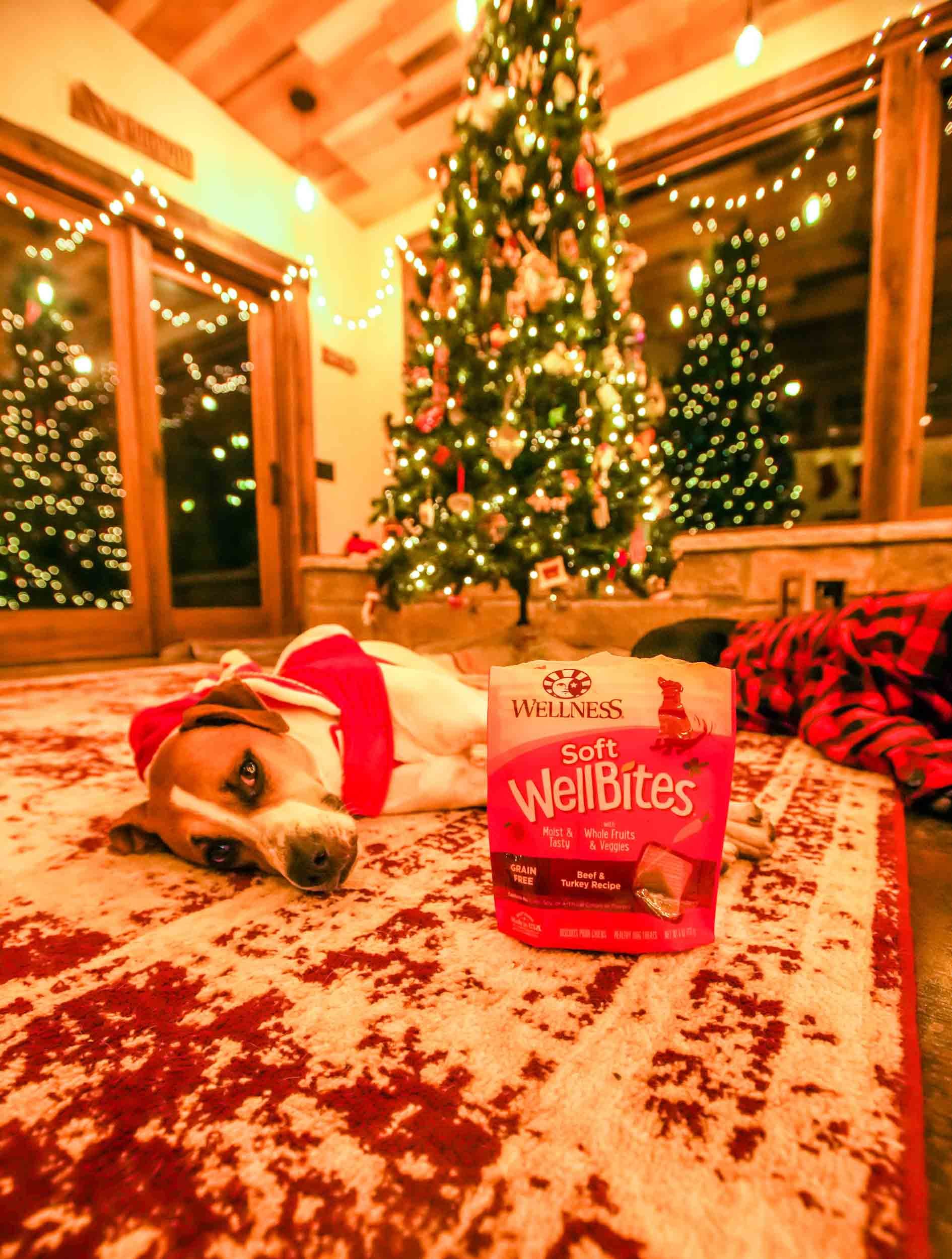 tstarchdog-Wellness Pet Christmas-1.jpg