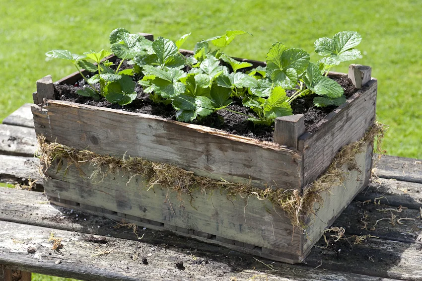 CB355_strawbox05.jpg