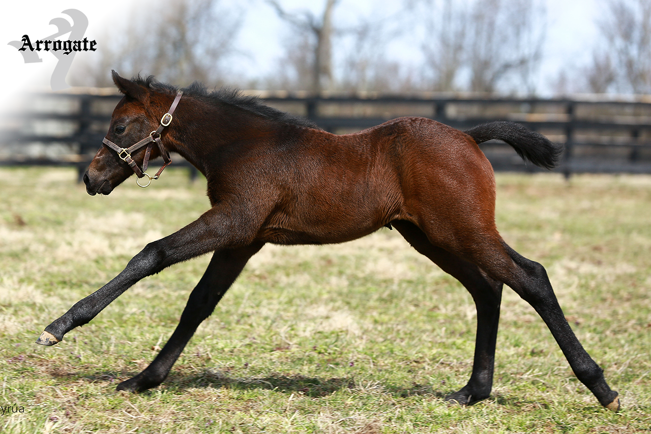 JF_AR_Website_2019Weanlings_LucasStreet.png