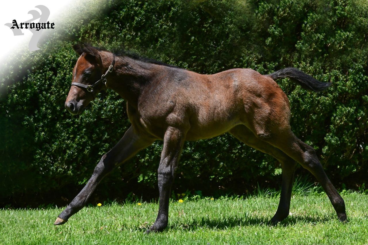 JF_AR_Website_2019Weanlings_MelodysSpirit.png