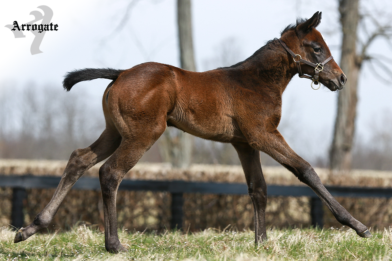 JF_AR_Website_2019Weanlings_EloquentRiddle.png