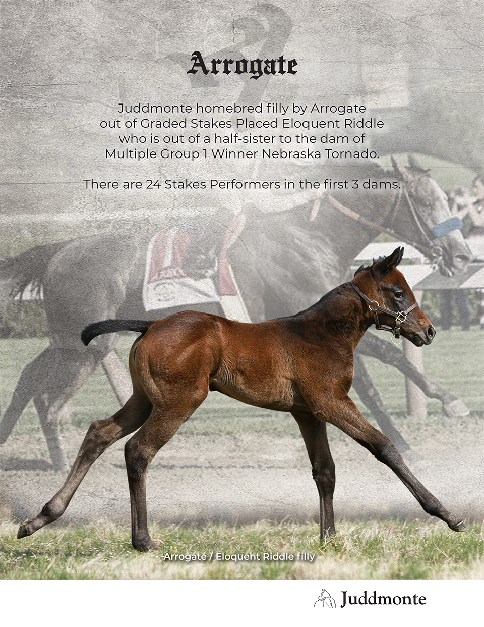 JF_AR_Website_2019Weanlings_EloquentRiddle_Ad.png