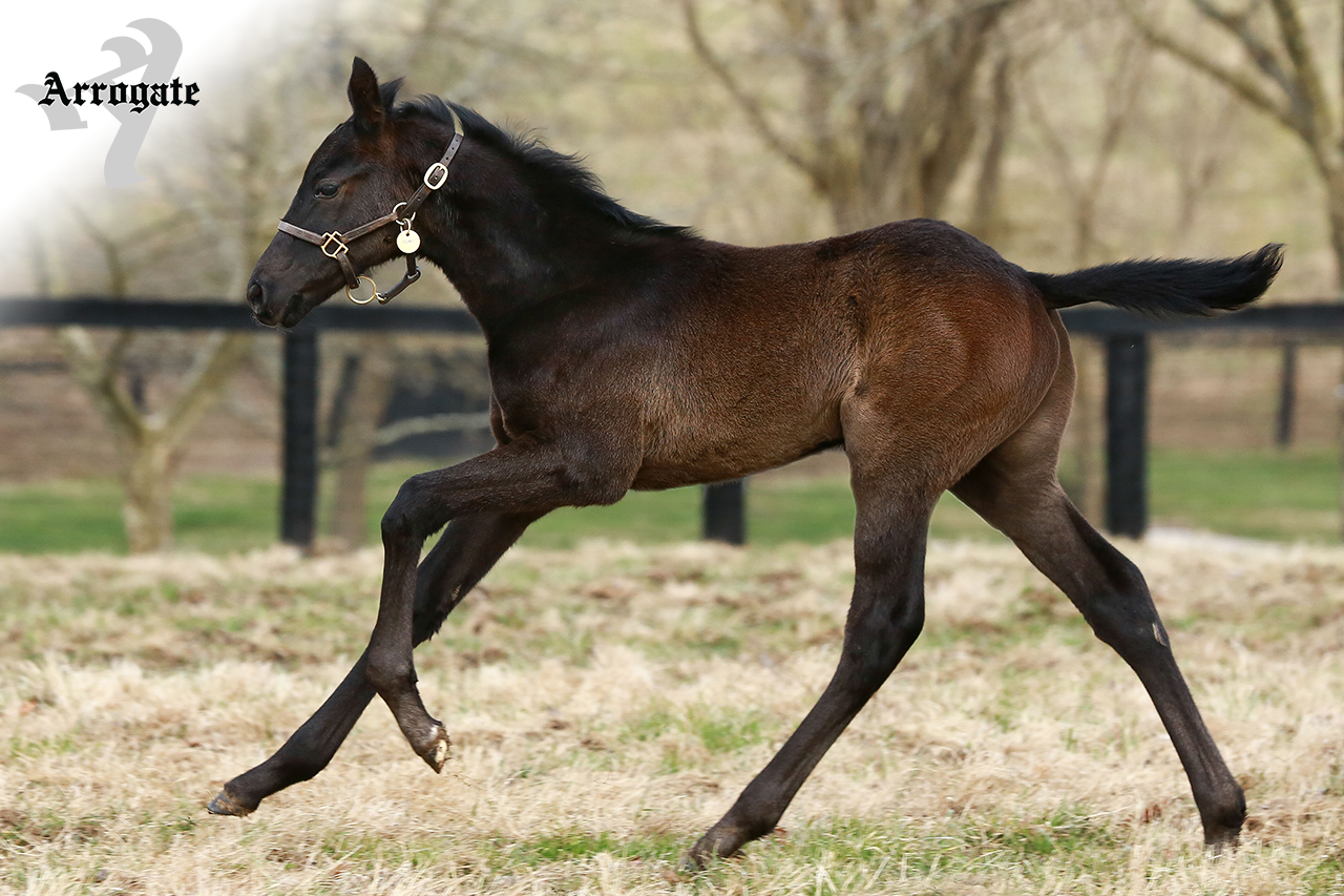 JF_AR_Website_2019Weanlings_Filimbi.png