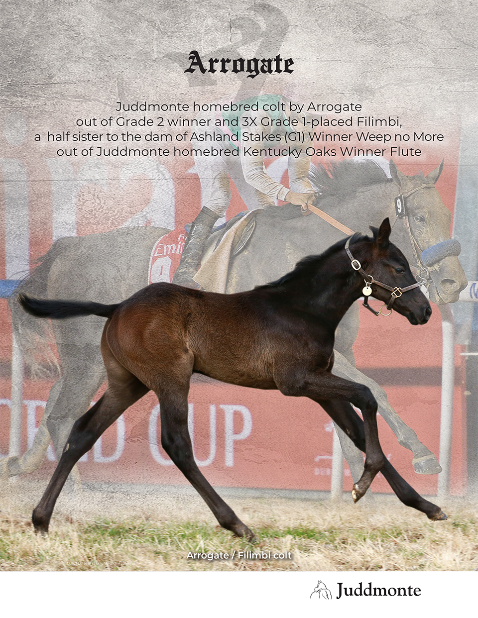 JF_AR_Website_2019Weanlings_Filimbi_Ad.png
