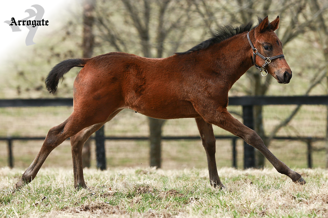 JF_AR_Website_2019Weanlings_MexicanGold.png