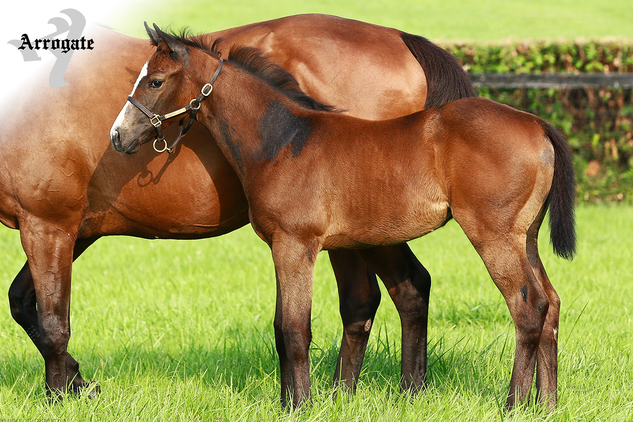 JF_AR_Website_2019Weanlings_SoothingTouch.png