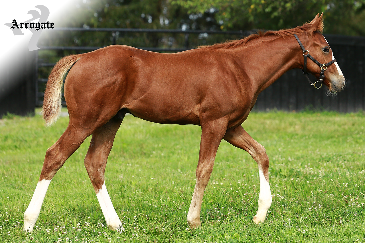 JF_AR_Website_2019Weanlings_RisingTornado.png
